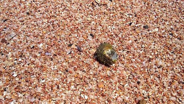 рак-отшельник смотреть онлайн