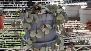 [ Rookie P ] EP139 : สายป่านดวงใจใบเงิน ใบเหลือง ก้านฉ่ำน้ำ | Ceropegia Woodii Silver glory