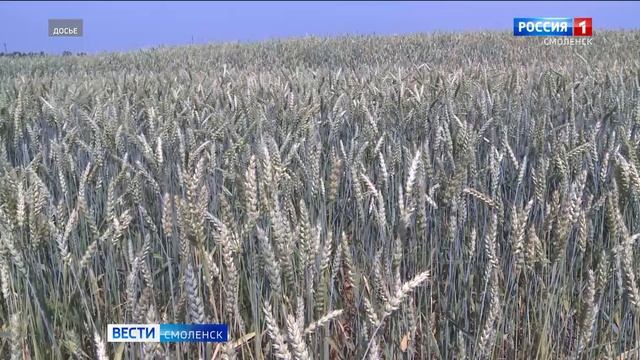 В Смоленской области посевная площадь озимой ржи выросла более чем на 42%