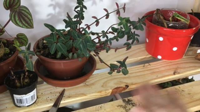 🥺SALVANDO MINHAS PLANTAS cuidando de plantas que foram negligenciadas I rega poda adubação PARTE 1 смотреть онлайн