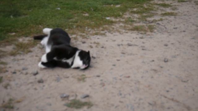РАННЕЕ УТРО В ДЕРЕВНЕ, а уже полно забот. Заготовки впрок. ВАРИМ ВАРЕНЬЕ ИЗ БРУСНИКИ @dobrie_znania смотреть онлайн