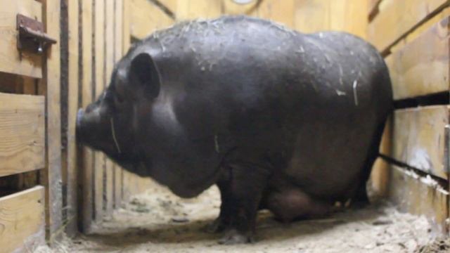 вьетнамская вислобрюхая свинья смотреть онлайн