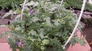 ФОРМИРУЕМ АМПЕЛЬНУЮ ВЕРБЕНУ.КРАСОТА!!!