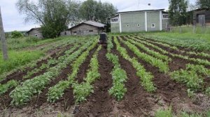 Прополка картошки минитрактором