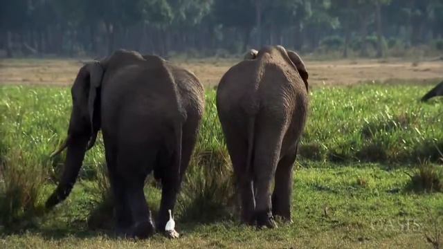 HD Love in the Wild Part 4 One Day in the Savannah смотреть онлайн