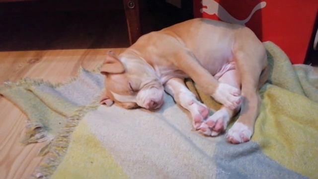 ШИКАРНЫЙ ЩЕНОК ПИТБУЛЯ ПО КЛИЧКЕ СПАЙК. КРУТОЕ ЛАЙВ ВИДЕО/ ПОЗИТИВЧИК ОБЕСПЕЧЕН смотреть онлайн