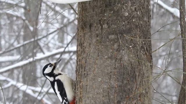 Дятел в снегопад смотреть онлайн