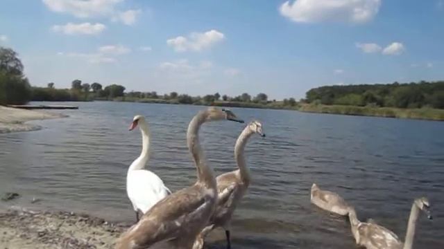 Велопрогулка на Тытынский ставок, лебеди, красивая природа смотреть онлайн