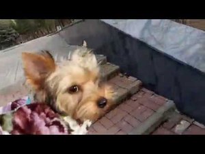 Первая прогулка в парке. Марси, щенок йорка 5 месяцев