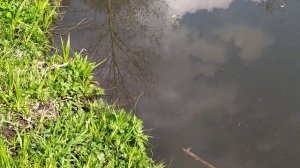 Заболевания рыбы, в пруду