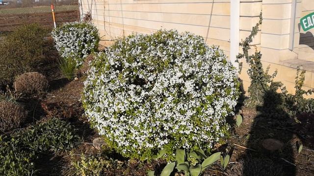 Спирея обыкновенная и японская, когда проводить обрезку. смотреть онлайн