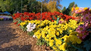 Невероятное буйство красок ? Бал хризантем - Никитский ботанический сад