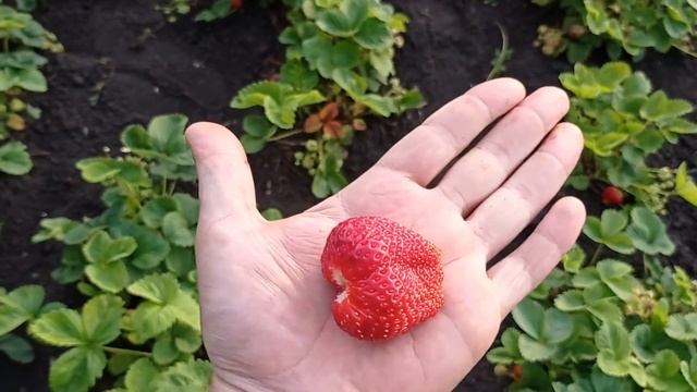 В гостях у бабушки с дедушкой смотреть онлайн