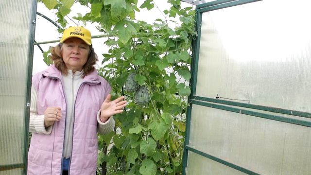 283_Хотите познакомиться с КИВАНО? смотреть онлайн