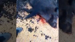 стрельба кабана в лоб 100кг.