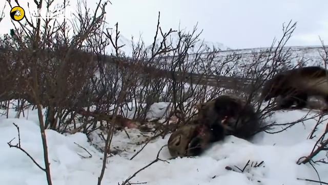 Росомаха против всех. Удивительные кадры, подтверждающие ее свирепость