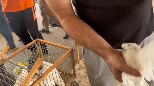 Поездка на рынок голубей ?️??Таджикистан город Душанбе смотреть онлайн