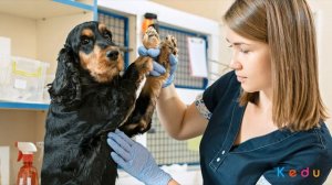 Ветеринар: особенности профессии, обязанности, как выучиться