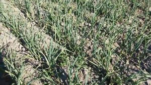 Калийно фосфорные подкормки и удаление стрелок на чесноке. Основные задачи на ближайшее время.