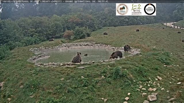 Ранний сбор мишек у водоема,осень#Медведи#Поляна#Румыния смотреть онлайн