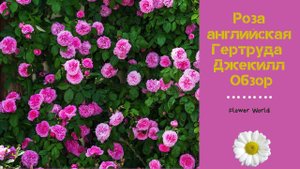 Обзор. Розы английская Гертруда Джекилл.  ??