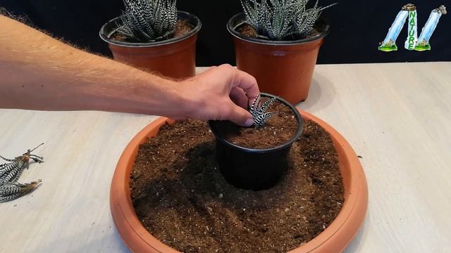 How to propagate Zebra Plant very easy / Haworthia смотреть онлайн
