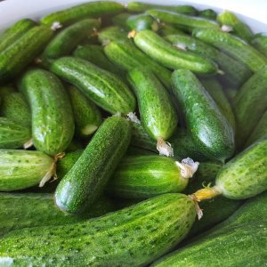 Самая простая и доступная подкормка для растений.