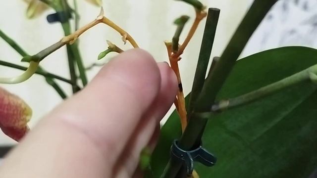 Красавец Бронзовый Будда, что с ним происходит?