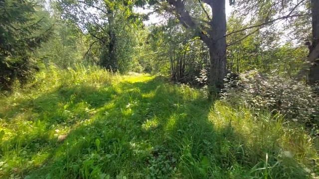 ЗДЕСЬ БЫЛО 220 ХАТ И СПИРТЗАВОД! МЁРТВАЯ ДЕРЕВНЯ ЗАГОРЯНЕ ВИТЕБСКАЯ ОБЛАСТЬ БЕЛАРУСЬ