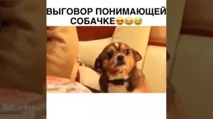 Пранк над собакой ?