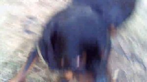 ДРЕССИРОВКА РОТВЕЙЛЕРА ОСОБЕННОСТИ ВОСПИТАНИЯ