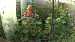 ОГУРЦЫ, ФУЗАРИОЗНОЕ УВЯДАНИЕ, чем лечить?