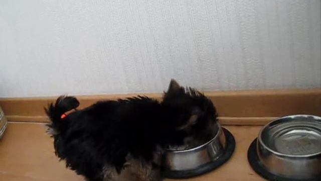 Собака ЕСТ смотреть онлайн