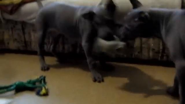 тайский_риджбек_щенки_2,5_месяца смотреть онлайн