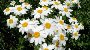 ФУТАЖ Ромашковое поле