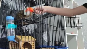 Плюсы и Минусы Белки Дегу|Животные