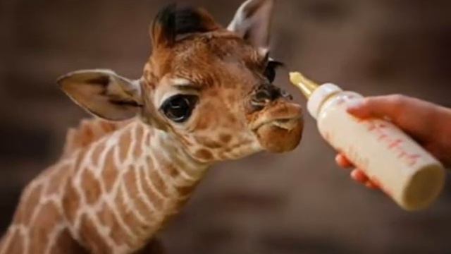 Зоопарк. сл. и муз. С. Белозёров. смотреть онлайн