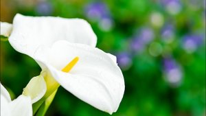 Белые Пятна На Теле