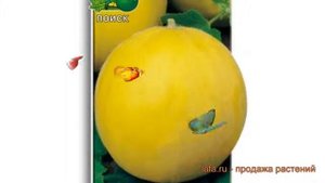 Дыня обыкновенный Колхозница 749/753 ? обзор: как сажать, семена дыни Колхозница 749/753
