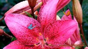 Лилия азиатская (lilium asiatic spot on) ? азиатская лилия обзор: как сажать, луковицы лилии