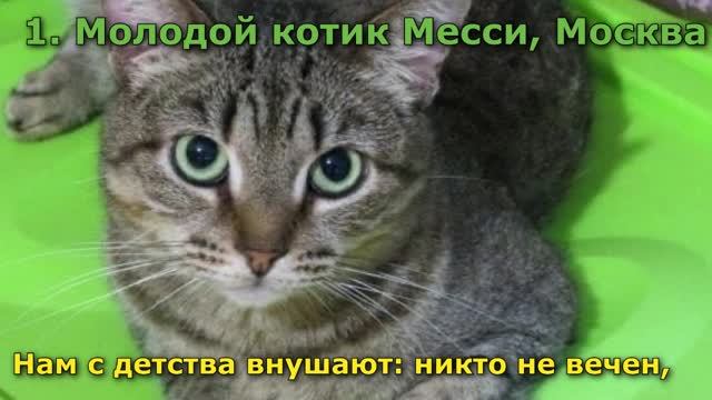 Посвящено зоо-защитницам России