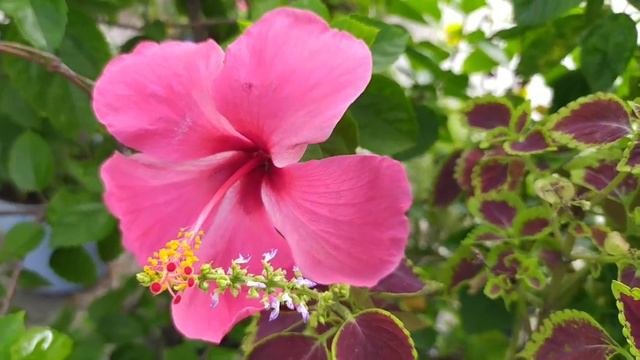 14 Different Types of Hibiscus Flowering in My Garden in Rainy Season || Most Beautiful Collection