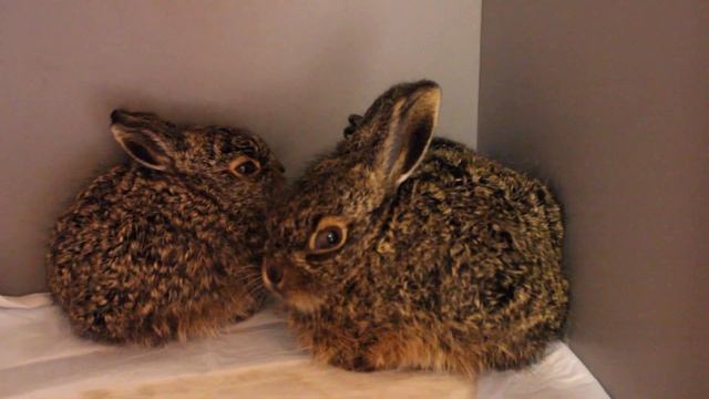 И сливочные зайчата. Страшно, но не очень. смотреть онлайн