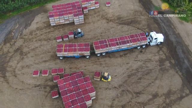 THE MOST BIGGEST APPLE FARM - Washington Red Delicious?& Red Scarlet? смотреть онлайн