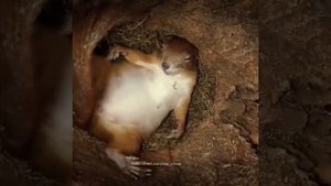 Как спят белки.  How sleep squirrels