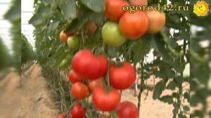 Описание и характеристика сорта томата для теплицы