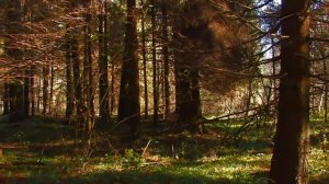 А ЗА ОКНАМИ ОКТЯБРЬ