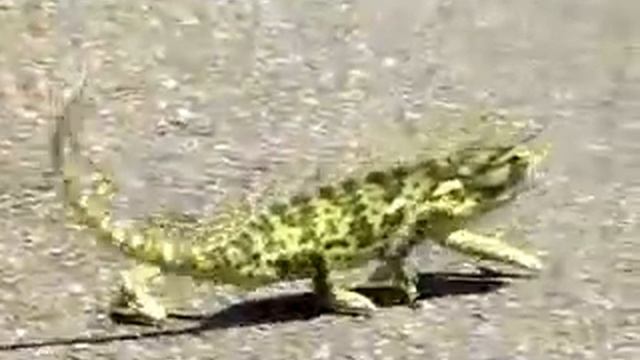 Ящерица танцует смотреть онлайн