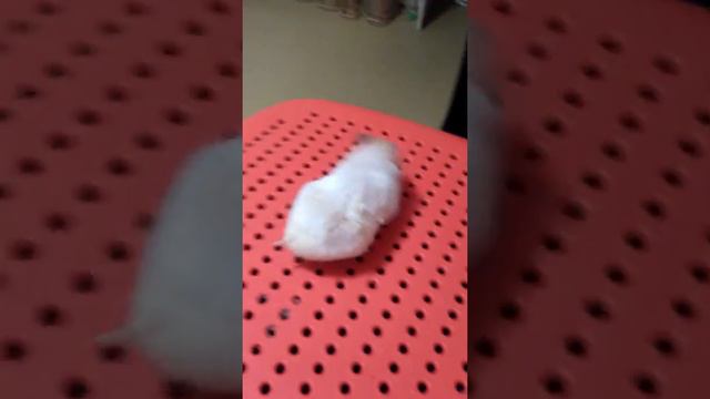 Хомяк летит домой. смотреть онлайн