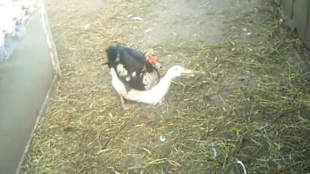 Cпаривание уток смотреть онлайн